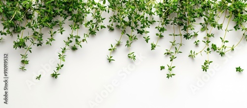 Top view of fresh thyme on white background with clipping path and full depth of field ideal for adding text in the copy space image