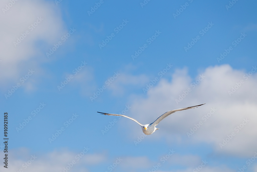 White seagull in flight against a clear blue sky, its wings fully extended and gliding effortlessly. Perfect for themes of freedom and nature's beauty. White seagull in flight against a clear blue sky, its wings fully extended and gliding effortlessly. Perfect for themes of freedom and nature's beauty.