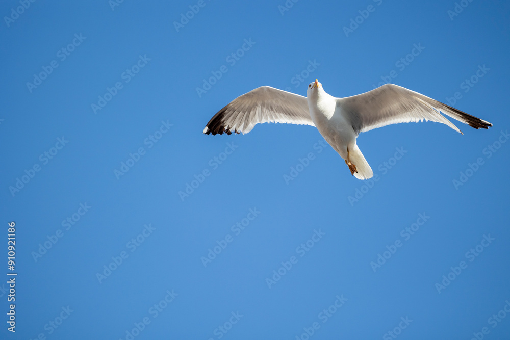 Obraz premium White seagull in flight against a clear blue sky, its wings fully extended and gliding effortlessly. Perfect for themes of freedom and nature's beauty.
