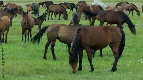 This stock motion video shows a herd of horses grazing in a green meadow. This video will decorate your projects related to horses, horse breeding, pets, pastures, nature.