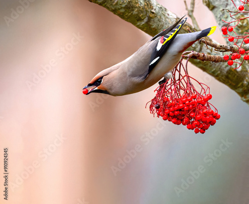 Waxwing perched