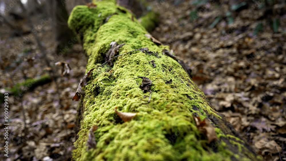 Vibrant green moss growing on the top of a downed tree. Vibrant green moss growing on the top of a downed tree.