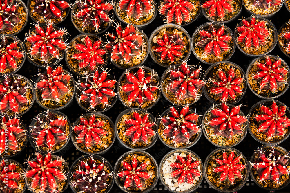 A row of red cactus plants in black pots. The plants are arranged in a neat row, with each pot containing a single plant. Scene is calm and peaceful, as the plants are arranged in a tidy A row of red cactus plants in black pots. The plants are arranged in a neat row, with each pot containing a single plant. Scene is calm and peaceful, as the plants are arranged in a tidy