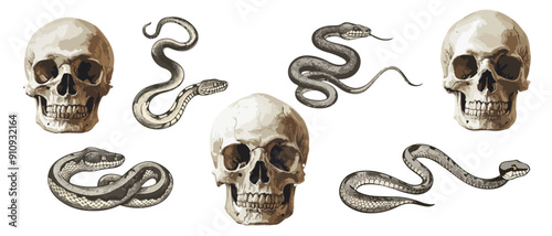 Collection of human skulls and snakes. Realistic esoteric items, Halloween decor items.
