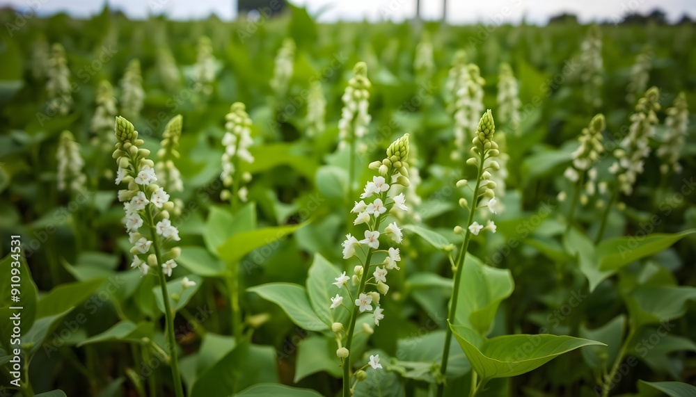 Fototapeta premium Soybean plants with white flowers