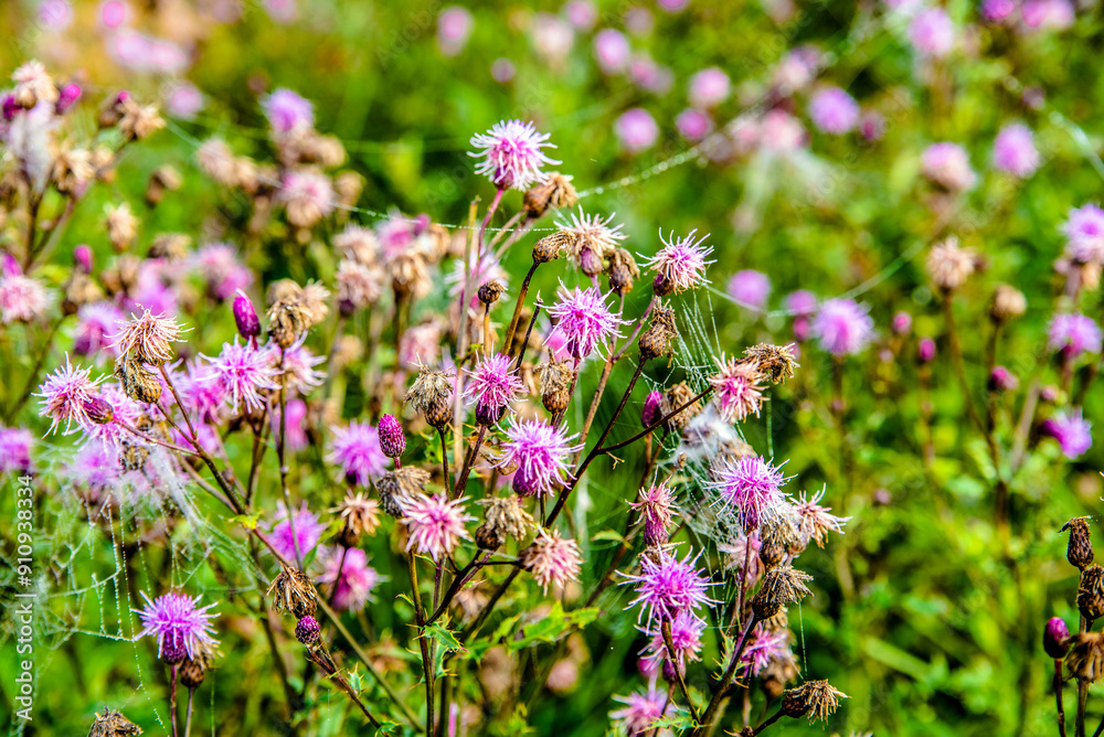 deflorate thistle stalks in a field in early autumn
deflorate thistle stalks in a field in early autumn
