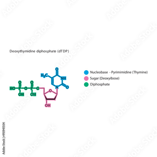 Deoxythymidine diphosphate (dTDP) skeletal structure schematic illustration, Nucleoside molecule.