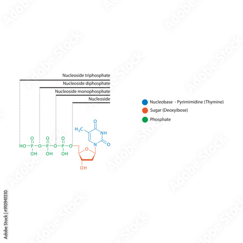 Diagram of nucleoside - Deoxythymidine  mono, di and trip phosphate skeletal structure schematic illustration, Nucleoside molecule.