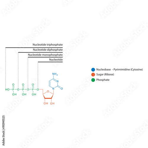 Diagram of nucleotide - Cytidine  mono, di and trip phosphate skeletal structure schematic illustration, Nucleoside molecule.