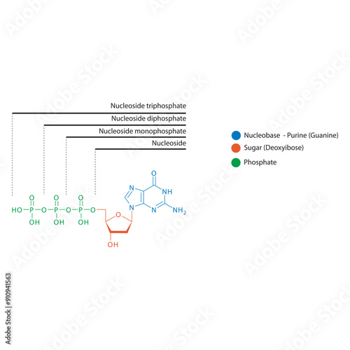 Diagram of nucleoside - Deoxyguanosine  mono, di and trip phosphate skeletal structure schematic illustration, Nucleoside molecule.