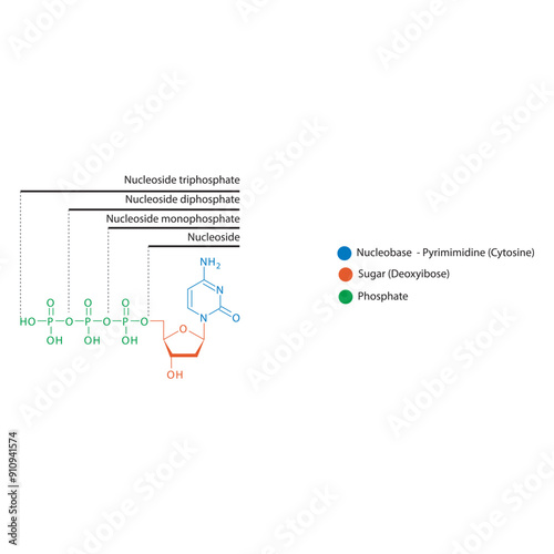 Diagram of nucleoside - Deoxycytidine  mono, di and trip phosphate skeletal structure schematic illustration, Nucleoside molecule.
