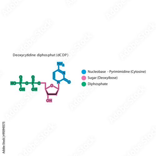 Deoxycytidine diphosphat (dCDP) skeletal structure schematic illustration, Nucleoside molecule.
