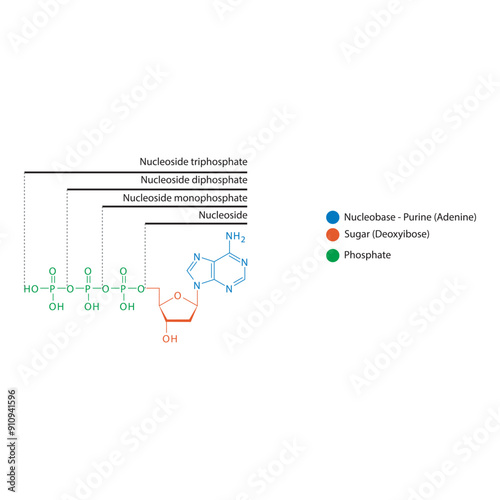 Diagram of nucleoside - Deoxyadenosine  mono, di and trip phosphate skeletal structure schematic illustration, Nucleoside molecule.