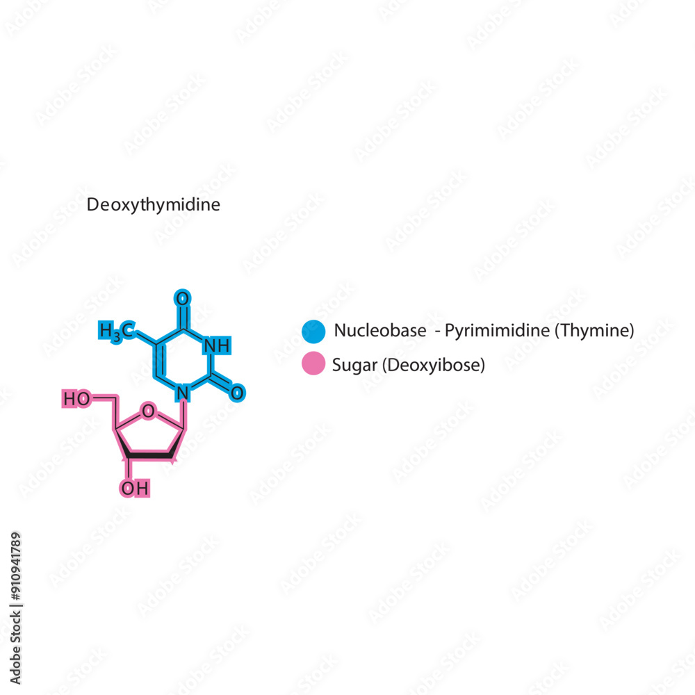 Deoxythymidine skeletal structure schematic illustration, Nucleoside molecule. Deoxythymidine skeletal structure schematic illustration, Nucleoside molecule.