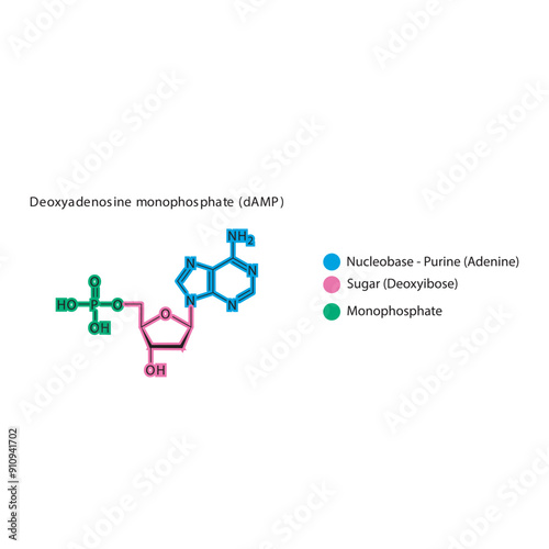 Deoxyadenosine monophosphate (dAMP) skeletal structure schematic illustration, Nucleotide molecule.