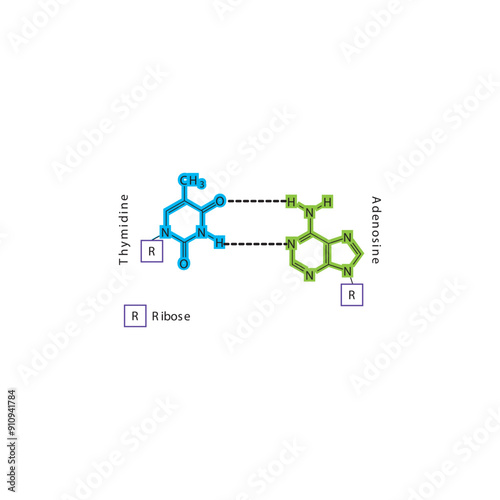 Diagram showing hydrogen bonds between DNA nitrogenous bases - Thymidine and Adenosine, simple schematic illustration.