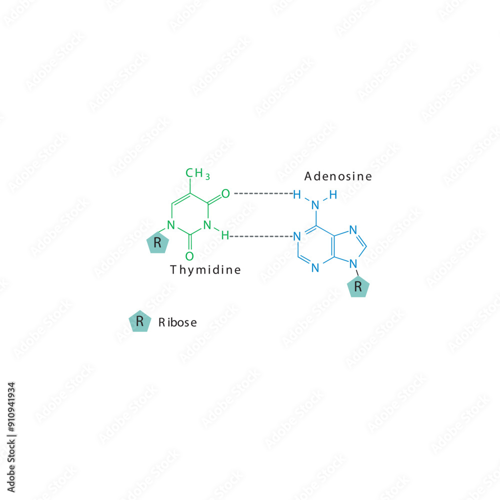 custom made wallpaper toronto digitalDiagram showing hydrogen bonds between DNA nitrogenous bases - Thymidine and Adenosine, simple schematic illustration.