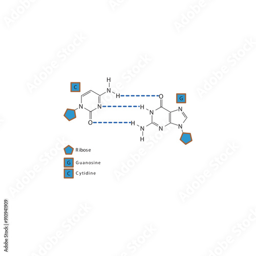 Diagram showing hydrogen bonds between DNA nitrogenous bases - Cytidine and Guanosine, simple schematic illustration.