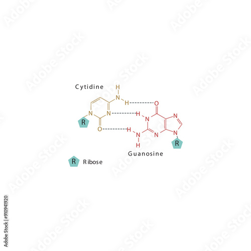 Diagram showing hydrogen bonds between DNA nitrogenous bases - Cytidine and Guanosine, simple schematic illustration.