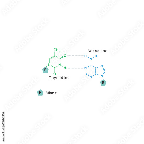 Diagram showing hydrogen bonds between DNA nitrogenous bases - Thymidine and Adenosine, simple schematic illustration.