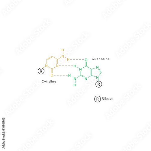 Diagram showing hydrogen bonds between DNA nitrogenous bases - Cytidine and Guanosine, simple schematic illustration.