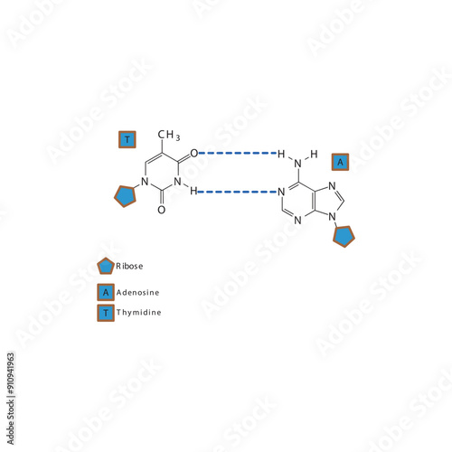 Diagram showing hydrogen bonds between DNA nitrogenous bases - Thymidine and Adenosine, simple schematic illustration. photo