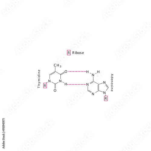 Diagram showing hydrogen bonds between DNA nitrogenous bases - Thymidine and Adenosine, simple schematic illustration.
