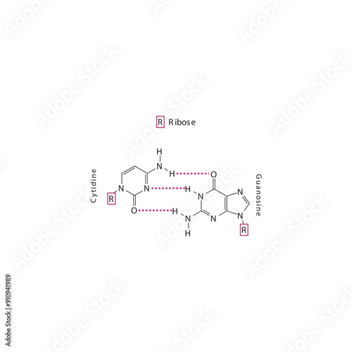 Diagram showing hydrogen bonds between DNA nitrogenous bases - Cytidine and Guanosine, simple schematic illustration.