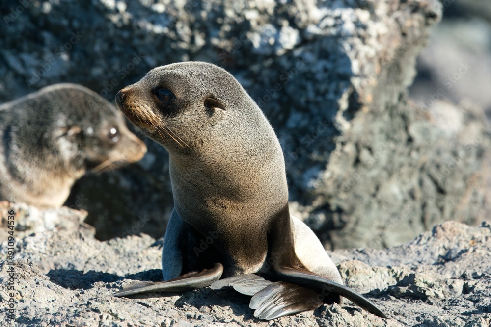 Fototapeta premium Many new zealand Fur Seals on the rocks