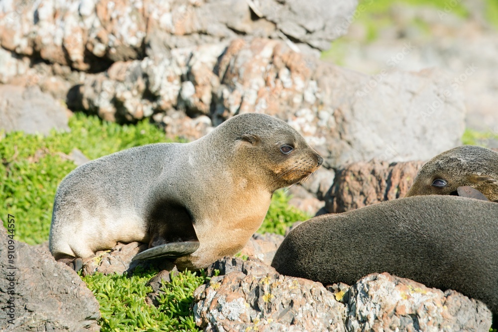 Fototapeta premium Many new zealand Fur Seals on the rocks