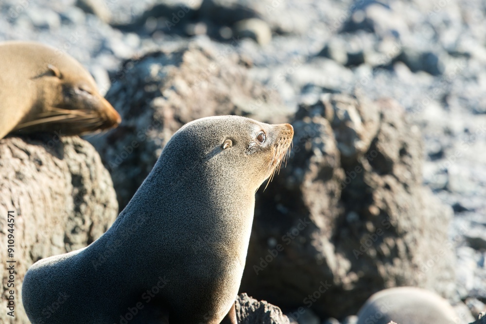 Fototapeta premium Many new zealand Fur Seals on the rocks