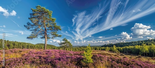 Landscape showcasing blooming heathland with trees under a clear blue sky providing a beautiful copy space image