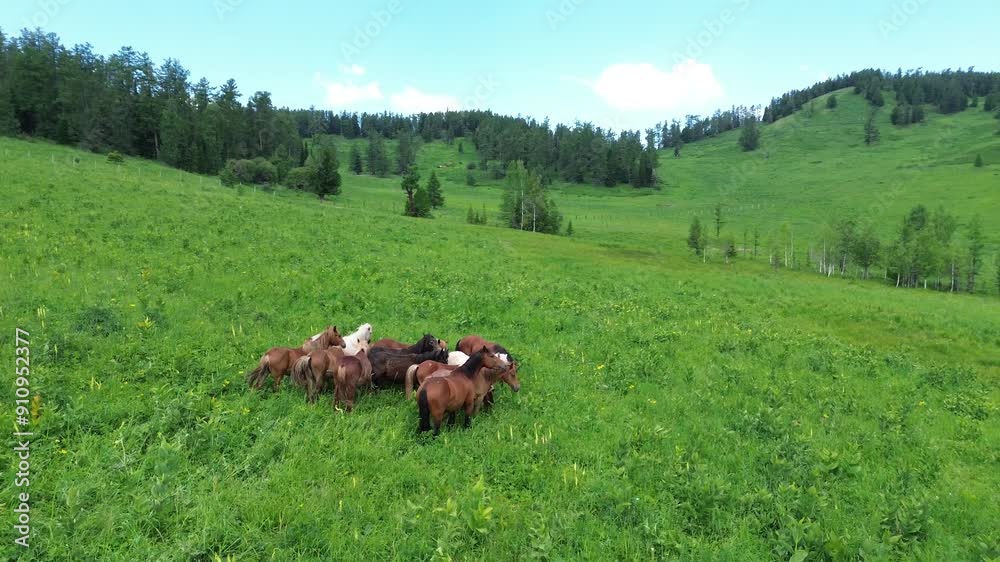 Drone herding a herd of horses, herd management with a drone, drone shepherd