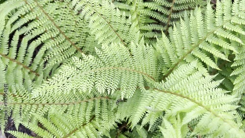 Shield fern, Polystichum, setiferum photo