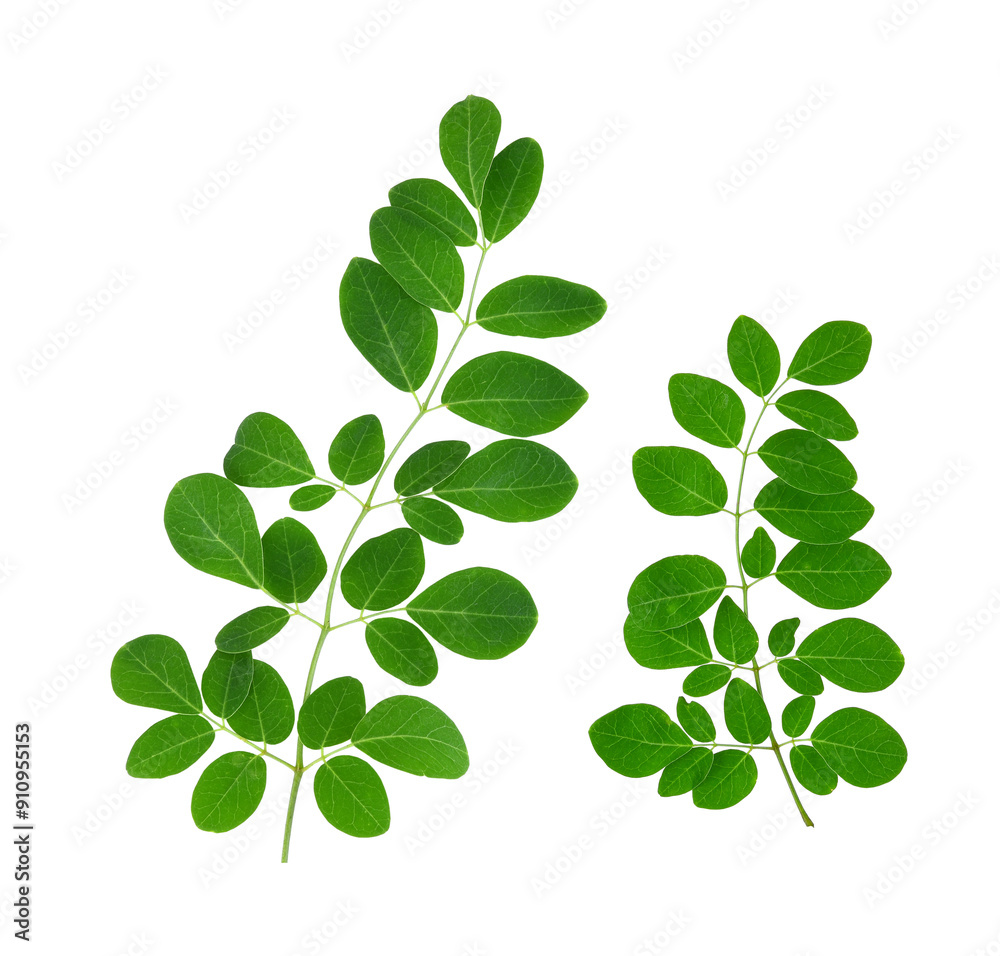Moringa leaves isolated on transparent png Moringa leaves isolated on transparent png