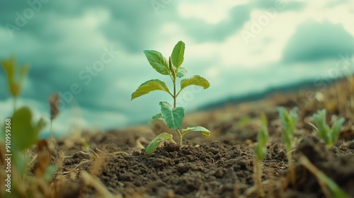 Small plant emerging from soil