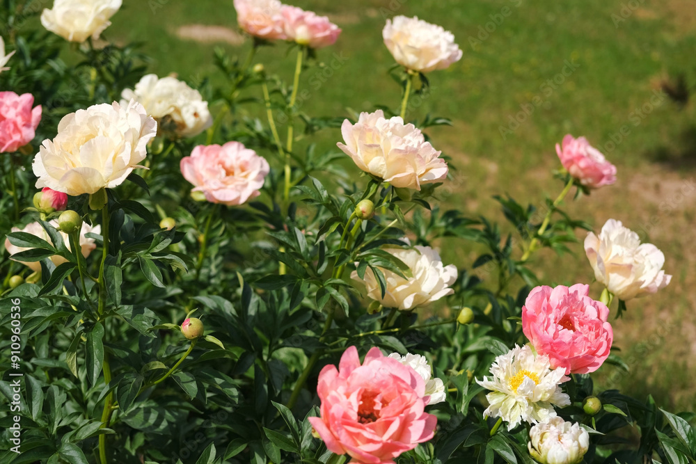 Pink peony growing, blurred leaves background. Gently fresh flower bush. Gardening, landscaping. Plant Nurse Ad. Backdrop for product promote. Flower shop. Green home garden. Landscape design. Path Pink peony growing, blurred leaves background. Gently fresh flower bush. Gardening, landscaping. Plant Nurse Ad. Backdrop for product promote. Flower shop. Green home garden. Landscape design. Path