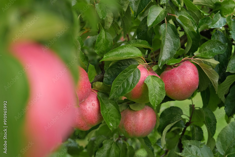 Ripe Apples in the Apple Orchard before Harvesting. Big Red delicious Apples Hanging from a Tree Branch in the Fruit Garden at Fall Harvest. Basket of Apples. Autumn Cloudy Day, Soft Shadow. 4K Ripe Apples in the Apple Orchard before Harvesting. Big Red delicious Apples Hanging from a Tree Branch in the Fruit Garden at Fall Harvest. Basket of Apples. Autumn Cloudy Day, Soft Shadow. 4K