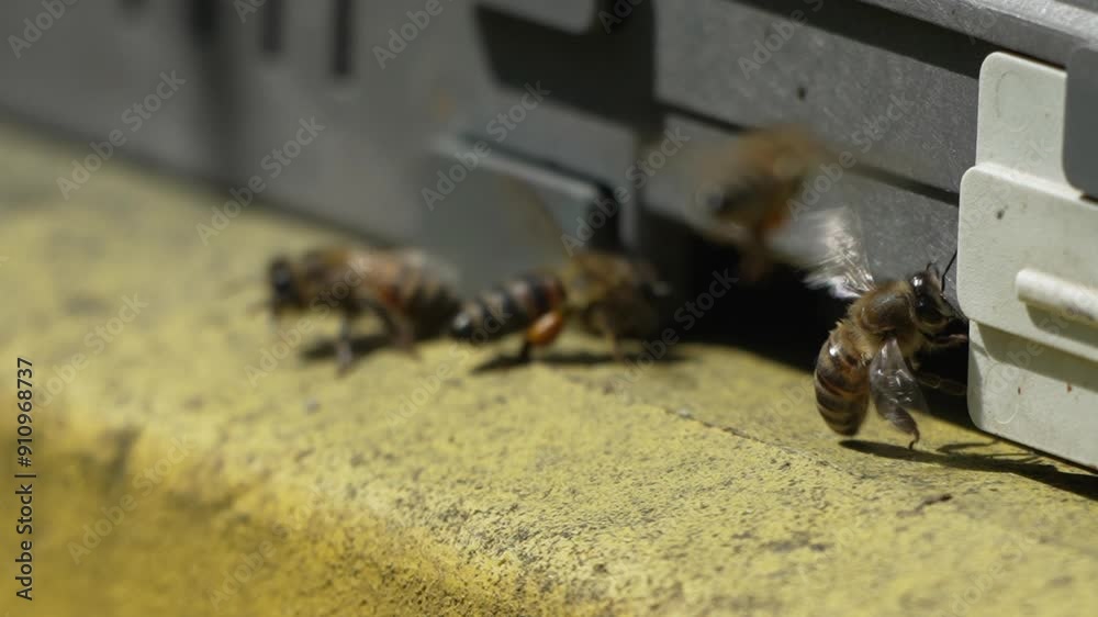 Bees, pollen, hive - Close-up view of bees with colorful pollen on legs near beehive entrance, 240 fps slow motion, pollination process in nature. Apis mellifera