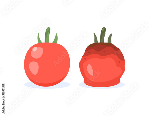 illustration of fresh and good tomato fruit with rotten and damaged tomato fruit. condition of food or vegetable. old and new. flat style design. graphic elements