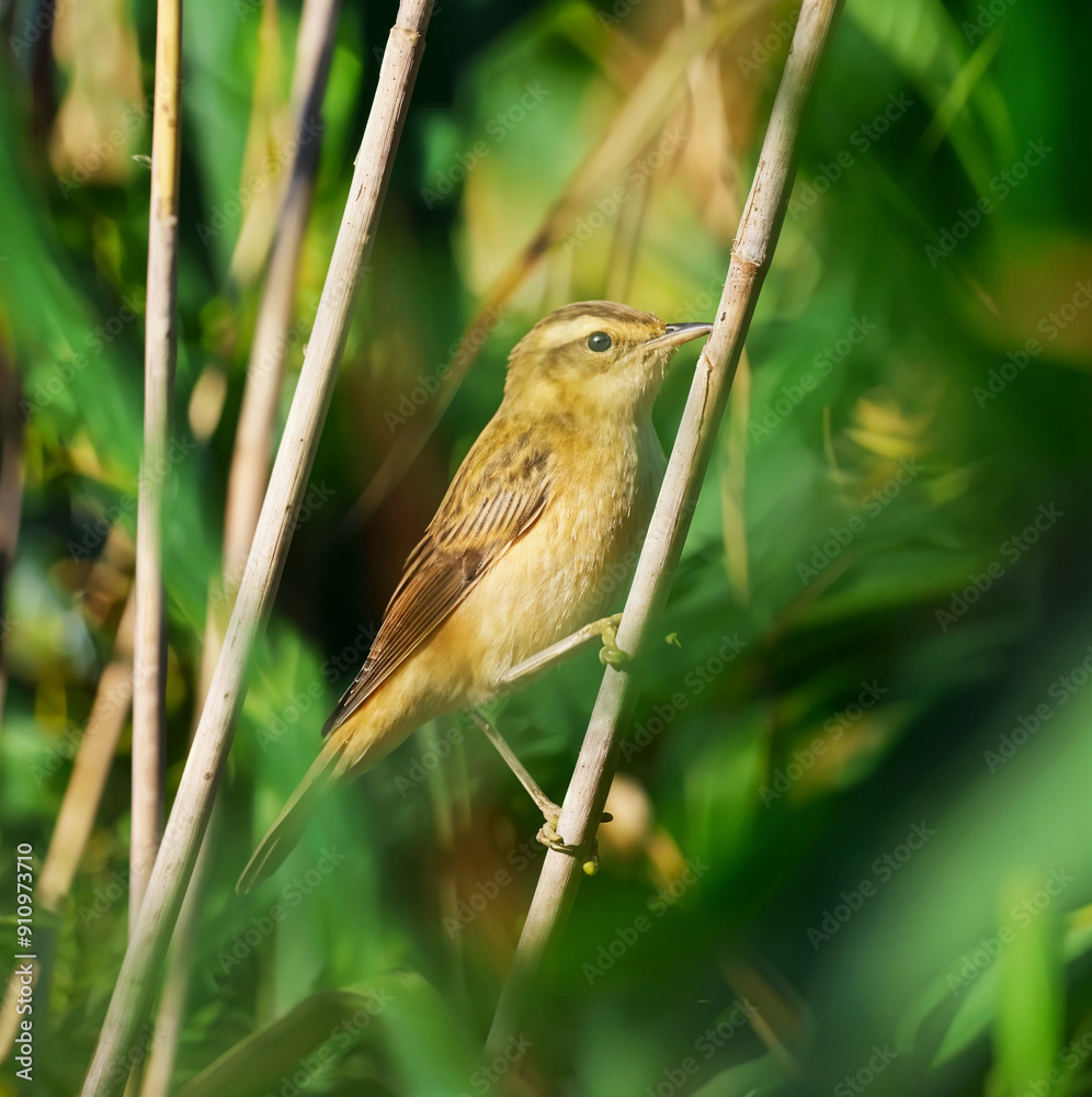 Naklejka premium bird on a branch