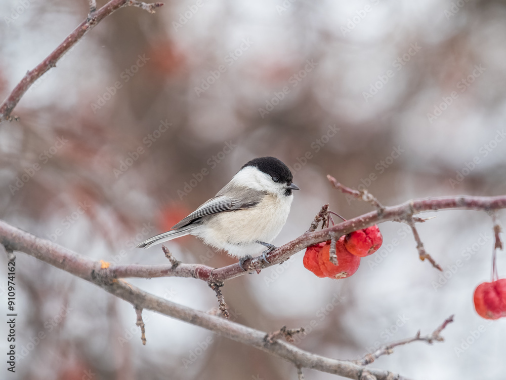 Fototapeta premium Cute bird the willow tit, song bird sitting on a branch without leaves in the winter.