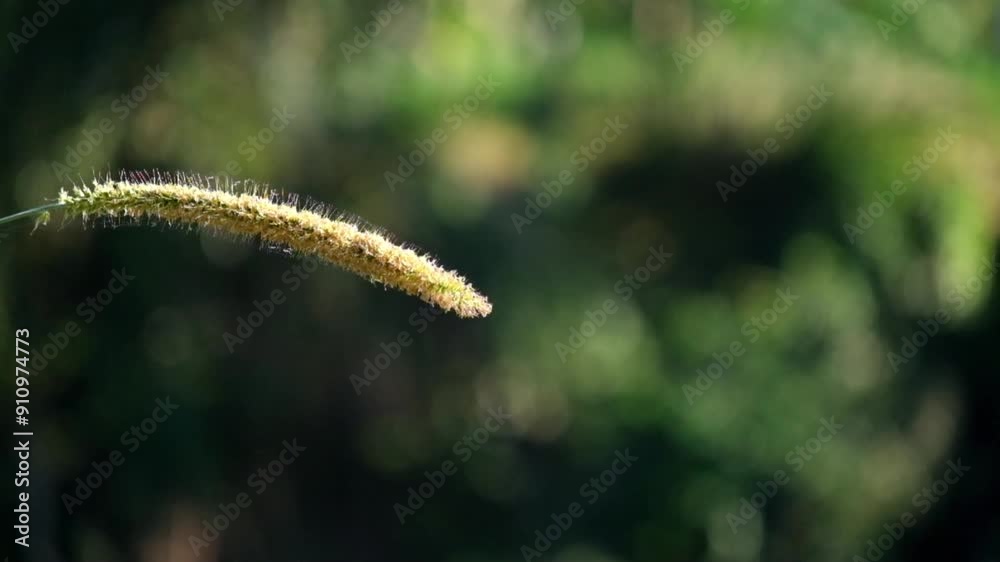 Grass flowers are shaped like wagging tails. Flowers sway in the wind with a bokeh background. Footage 4K,60fps Grass flowers are shaped like wagging tails. Flowers sway in the wind with a bokeh background. Footage 4K,60fps