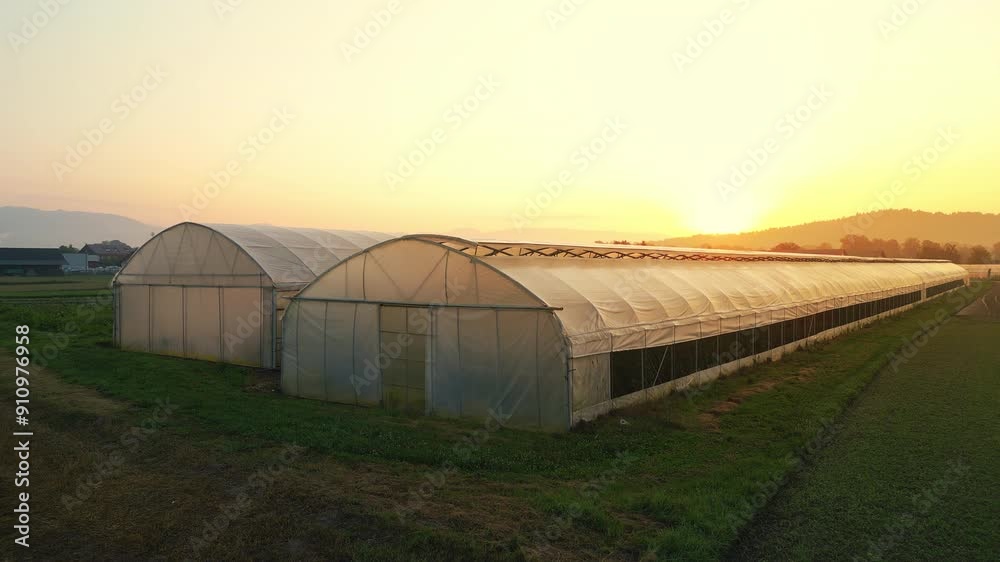 Rural greenhouse at sunset aerial view. Modern hothouse and green fields with golden horizon. Drone rising up near industrial glasshouse outdoors Rural greenhouse at sunset aerial view. Modern hothouse and green fields with golden horizon. Drone rising up near industrial glasshouse outdoors
