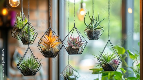 A collection of air plants arranged in a geometric terrarium hanging by a window 