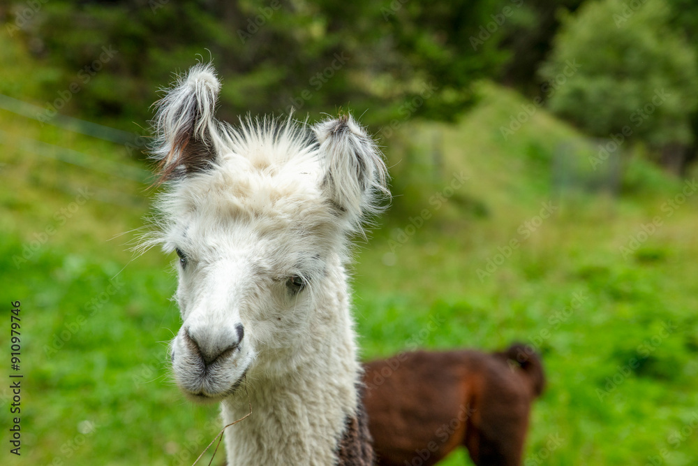 Fototapeta premium portrait of alpaca