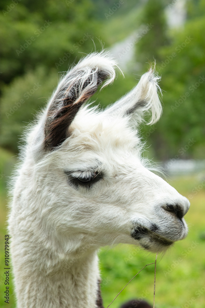 portrait of alpaca