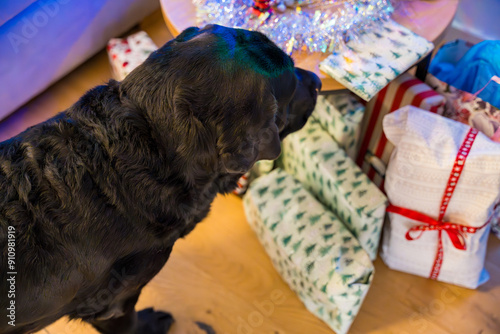 Black Labrador standing by Christmas gifts under the tree photo