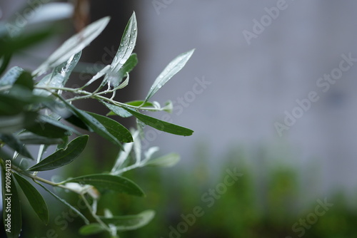 雨に濡れたオリーブの植木とコピースペース