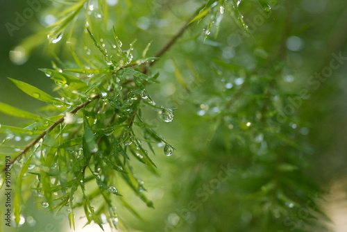水滴のある葉 雨後の緑 ガーデニング